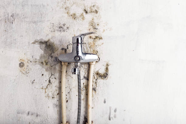 Best Fast Mold Removal  in Lake Heritage, PA