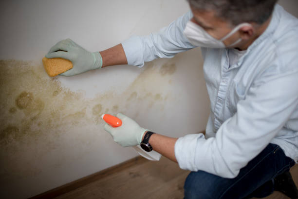 Best Black Mold Removal  in Lake Heritage, PA