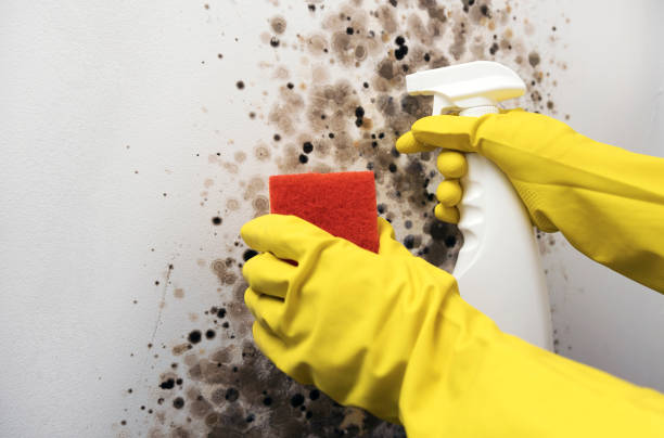 Best Crawl Space Mold Removal  in Lake Heritage, PA