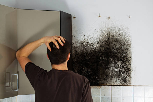 Best Mold Damage Repair  in Lake Heritage, PA