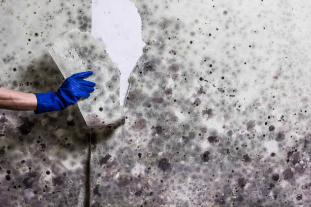Best Certified Mold Removal  in Lake Heritage, PA
