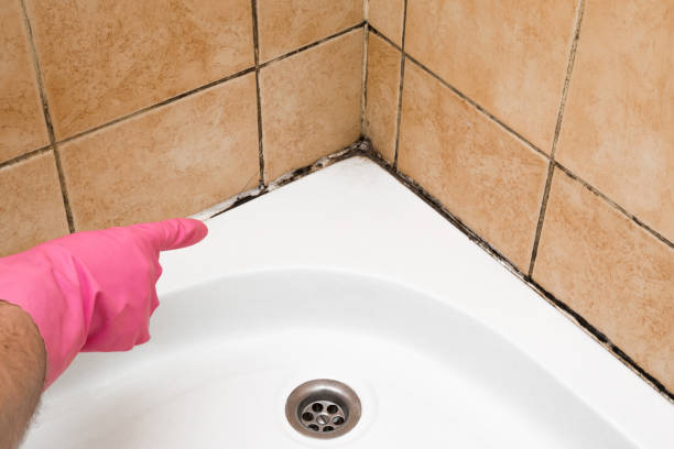 Office Mold Removal Services in Lake Heritage, PA